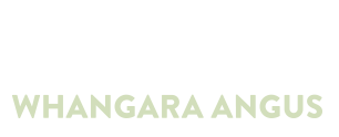 Whangara Angus - Branded Bulls New Zealand