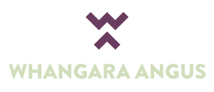 Whangara Angus - A New Breed - Whangara Angus
